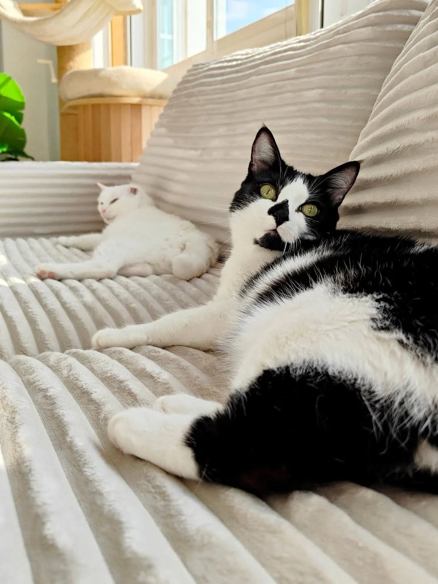 Sofá La Siesta en casa de 4gatos_4hermanos