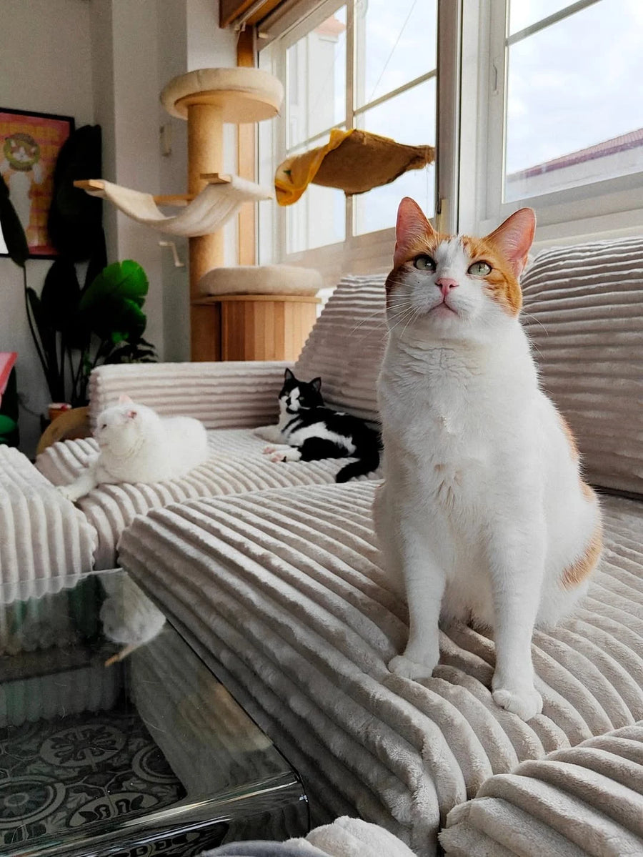 Sofá La Siesta en casa de 4gatos_4hermanos