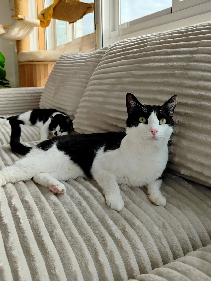Sofá La Siesta en casa de 4gatos_4hermanos