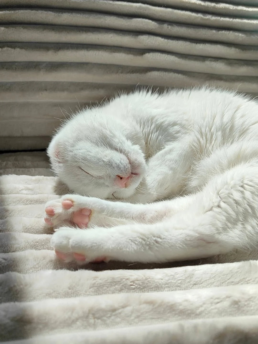 Sofá La Siesta en casa de 4gatos_4hermanos