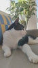 La Siesta en tu casa · 4gatos_4hermanos compartit.mp4