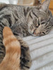 La Siesta en tu casa · 4gatos_4hermanos 1.mp4